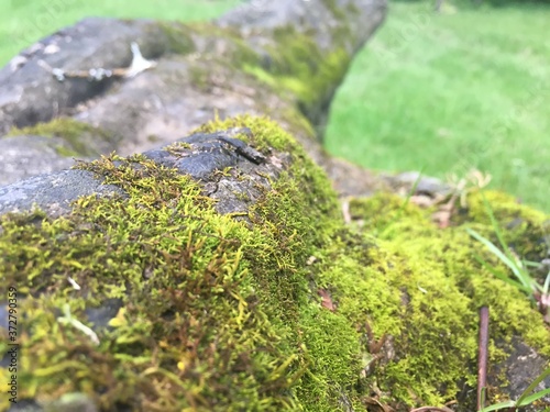 Moss on tree stump