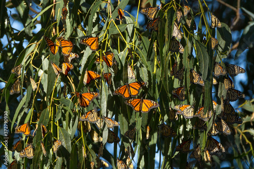 Winter Quarters - Monarch butterflies begin to gather to stay warm for the winter. Monarch Butterfly Grove, Pismo State Beach, California, USA