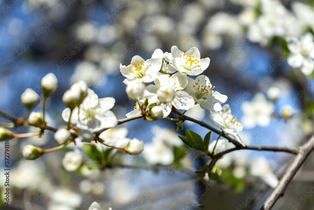 apple tree flowers