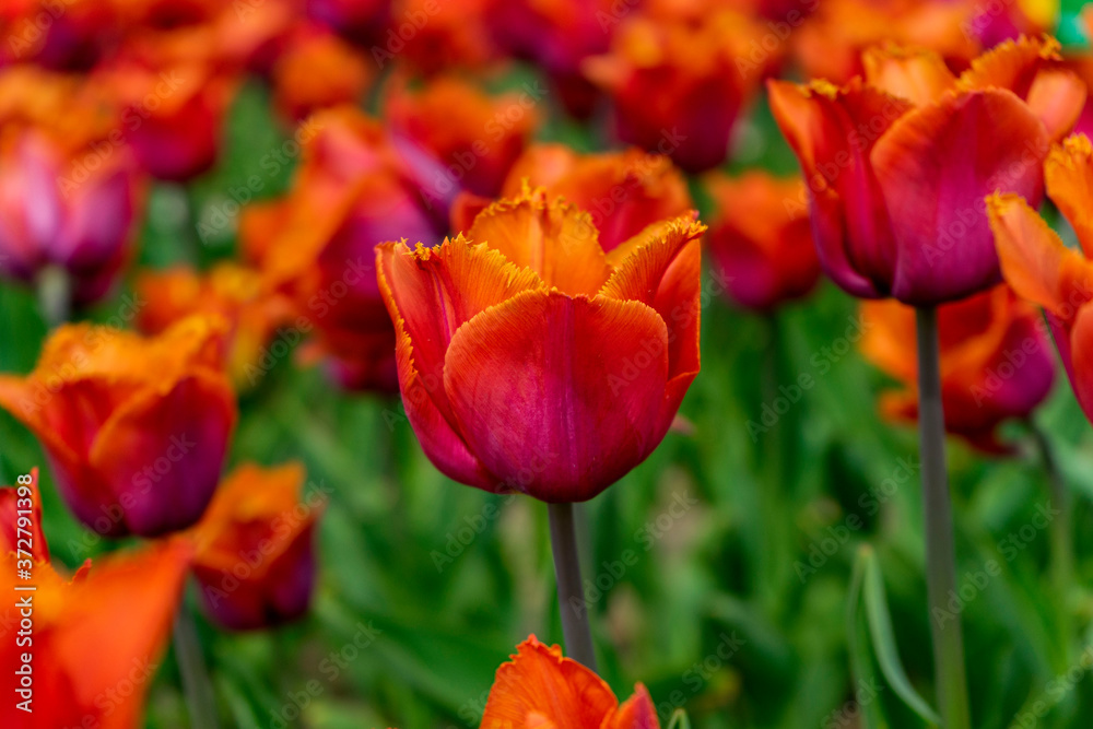 Obraz premium red and yellow tulip
