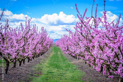 Peach fields in pink flower at spring, in Aitona, Catalonia, Spain photo