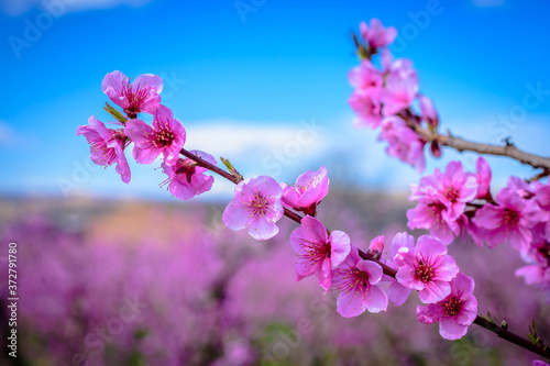 Blossoming breanch peach tree (blue background) in Aitona, a beautiful town in Catalonia, Spain. photo