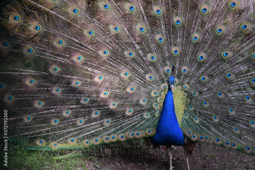 Fototapeta premium Pfau mit ausgestreckten Federn 
