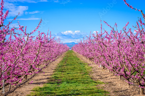 Field of flowering peach.  Aitona  Lerida  Catalonia  Spain 