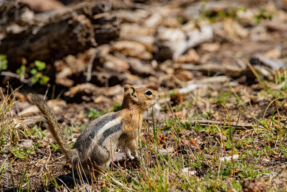 Close up shot of a cute chipmunks Close up shot of a cute chipmunks