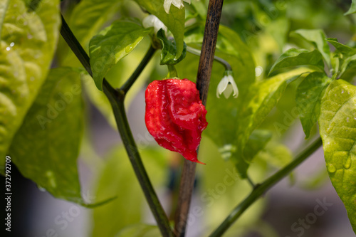 world hottest chili, Carolina Reaper, super hot, green background