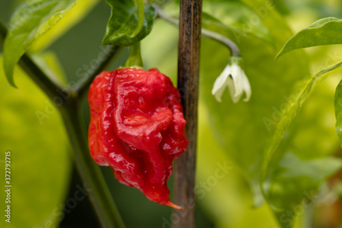 world hottest chili, Carolina Reaper, super hot, green background