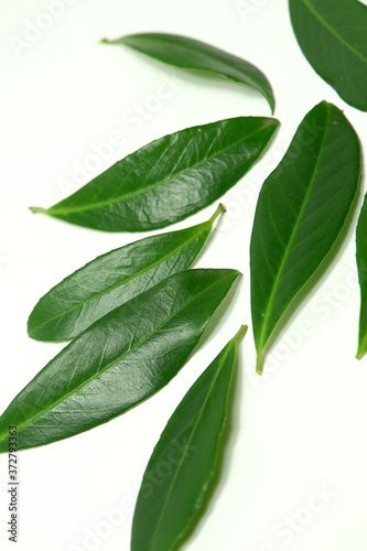 tropical  leaves isolated on white background