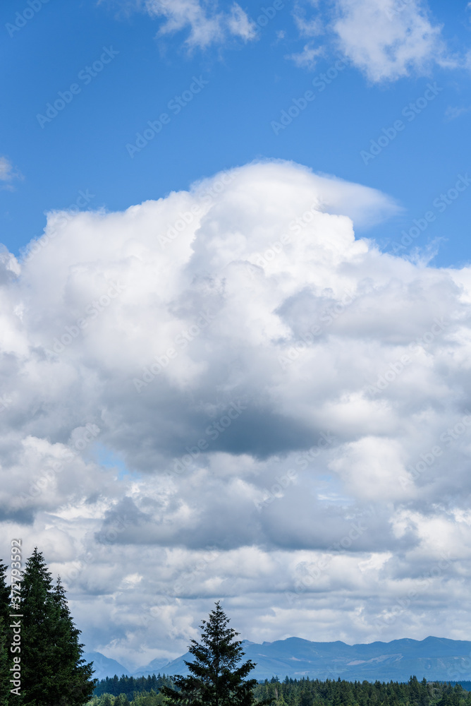 Fototapeta premium Nature background of blue sky and white clouds above evergreen trees and the Cascade Mountains 