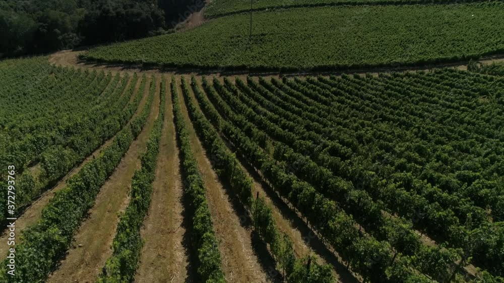 Vineyard California Sunny Summer Aerial 4K Vineyard California Sunny Summer Aerial 4K