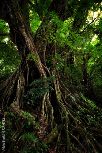 Lush, green rainforest tree with immense and intricate buttresses and root system.  Limbe Botanic Garden, Limbe, Cameroon, South-west Region, Africa © Allison C Bailey