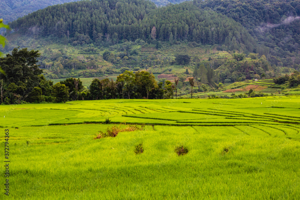 rice fields between lake Toba and Sipirok rice fields between lake Toba and Sipirok