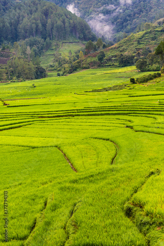 rice terraces in Sumatra