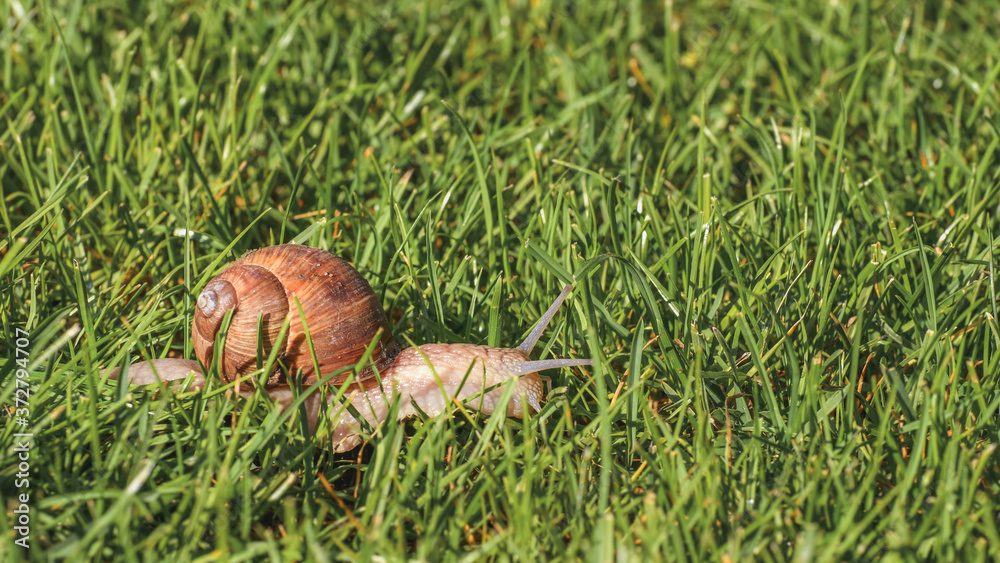 Helix pomatia, a grapevine snail walks on green grass. Helix pomatia, a grapevine snail walks on green grass.