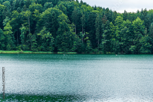 Lake in Germany. Rainy day at the lake. Large trees on the far side of the lake. Beautiful natural background. An idea of ​​the beauty of nature in Europe. Dense forest by the lake.