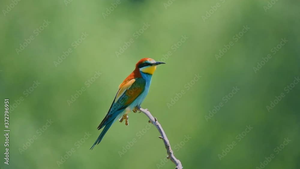 European bee-eater bird (Merops apiaster) perching on a branch in green nature background European bee-eater bird (Merops apiaster) perching on a branch in green nature background