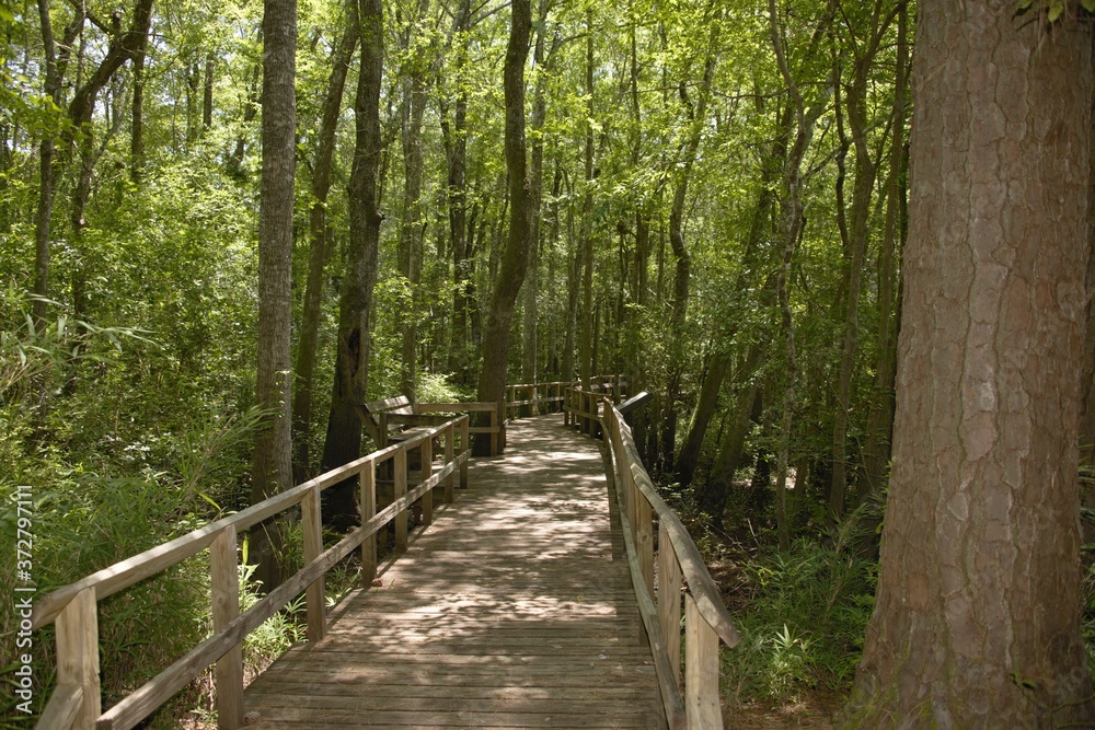 footpath in the woods