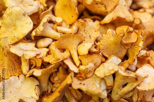 background of chanterelles close up