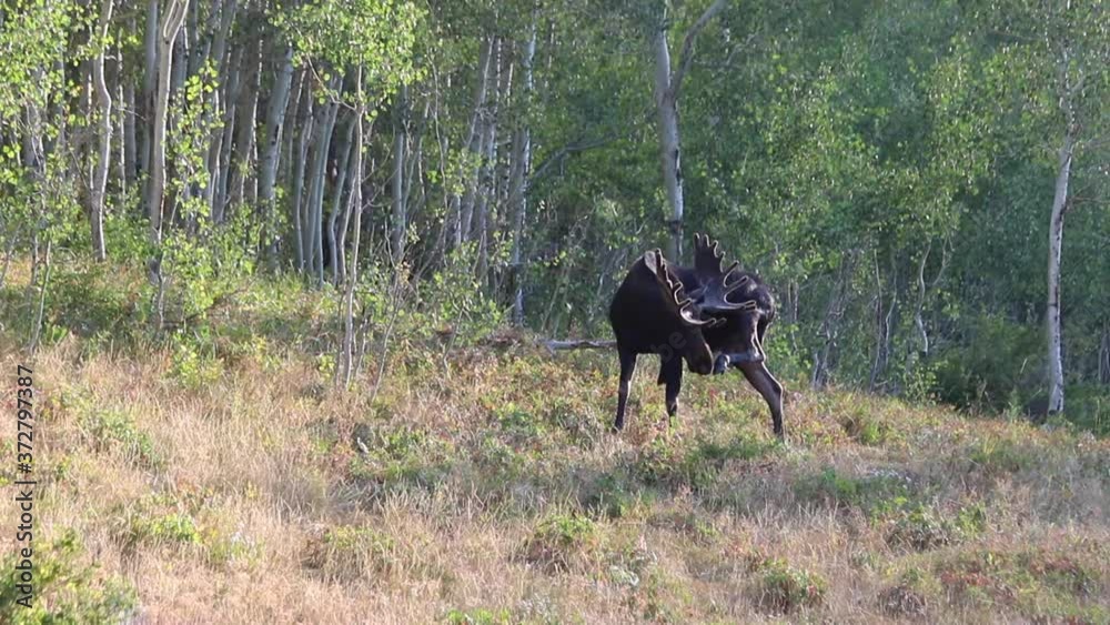 Bull Moose Scratching Himself With His Hoof and Antlers