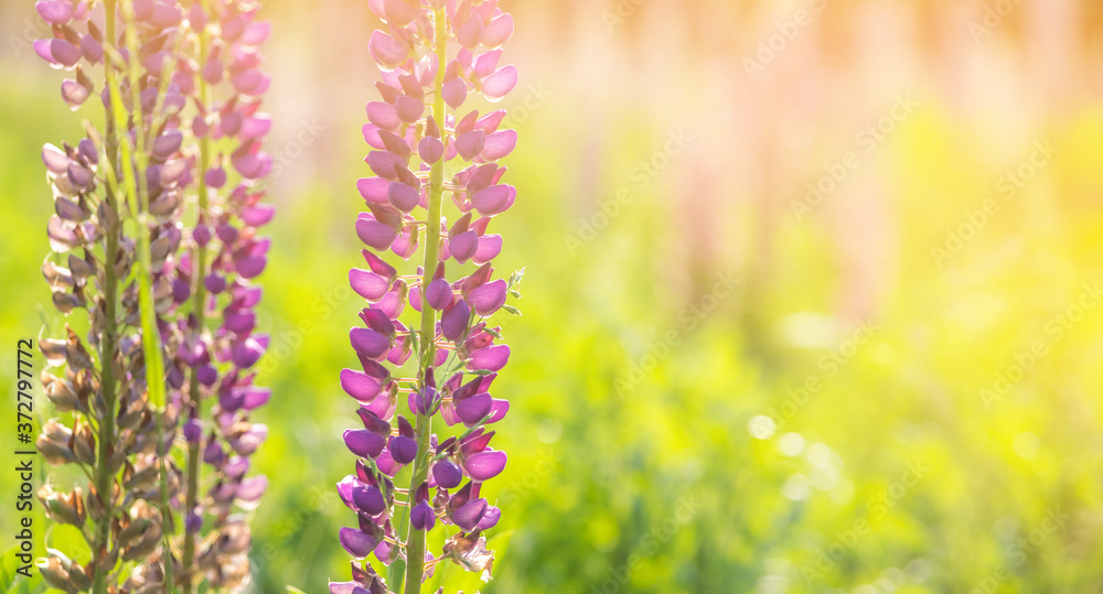 Blooming lupine flowers. A field of lupines. Sunny summer flower background Blooming lupine flowers. A field of lupines. Sunny summer flower background