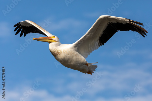 White American pelican in flight