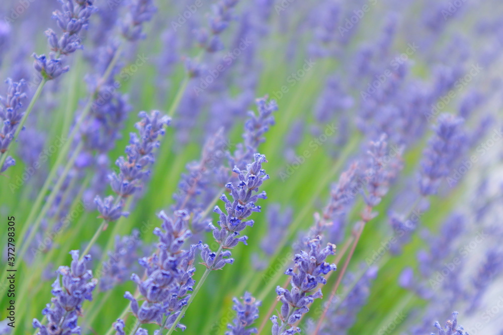 Fototapeta premium campo lleno de lavándulas azules y moradas, violetas, azules, primavera, campo, flores silvestres, 