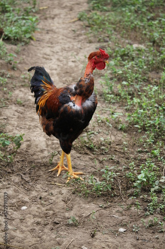rooster in the farm