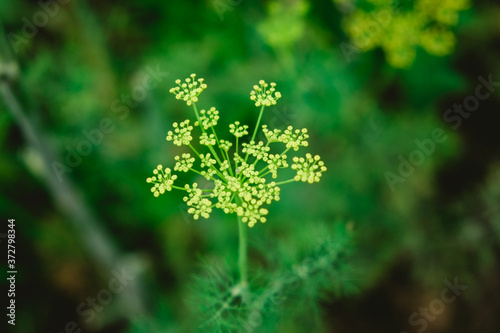 Yellow flowers of dill Anethum graveolens. Close up. High quality photo