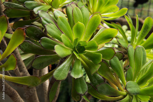 Exotic flora. Succulent plants. Closeup of an Aeonium arboreum  also known as Irish Rose  growing in a pot. Its beautiful green leaves and rosettes. 