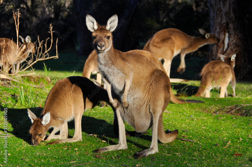 A group of kangaroos feeding on bark and grass