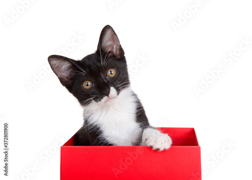 Bilde på lerret Black and white tuxedo kitten sitting in a red box looking curiously at viewer, one paw over side of the box