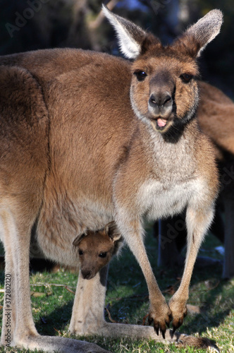 A kangaroo with joey chewing