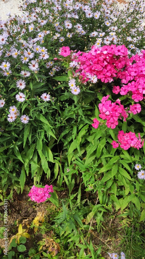 pink flower bed pink flower bed