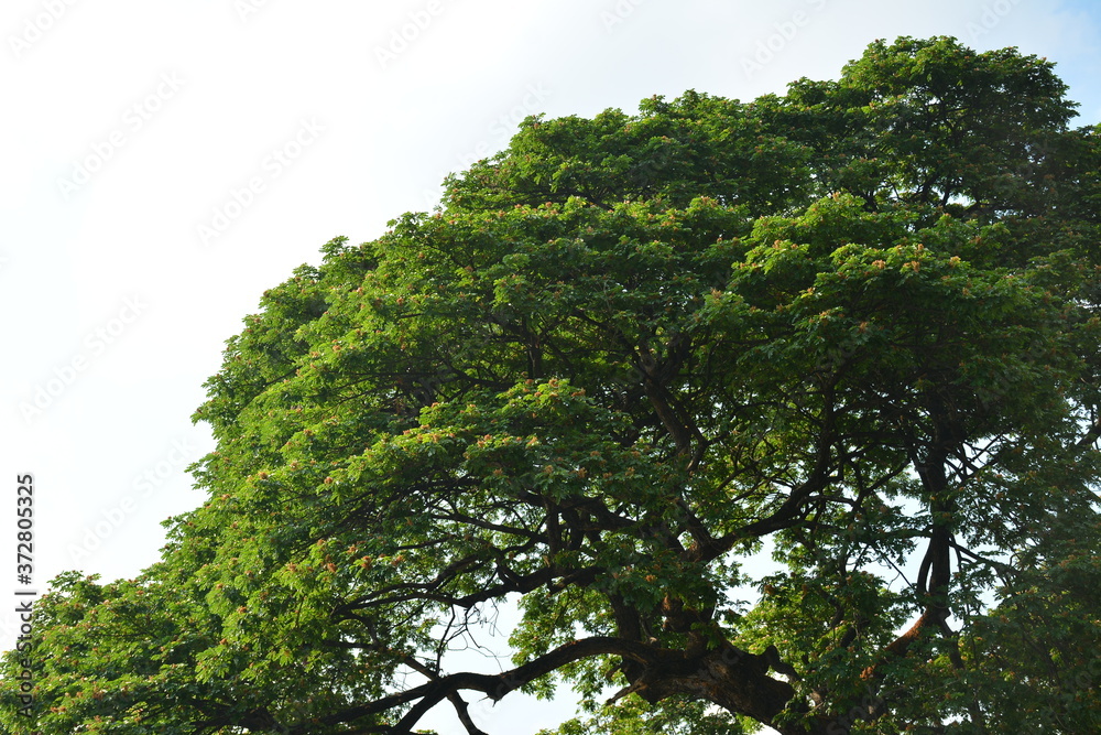 Green trees and leaves on sunny day with clear skies