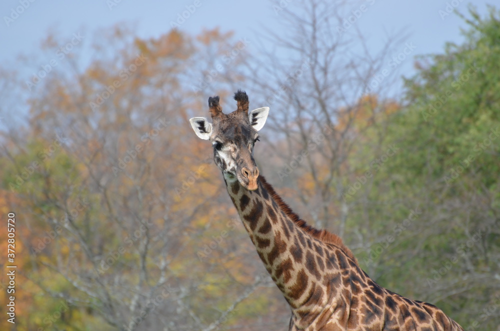 Fototapeta premium giraffe 