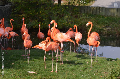 Fototapeta natura flamingo zwierzę ptak egzotyczny