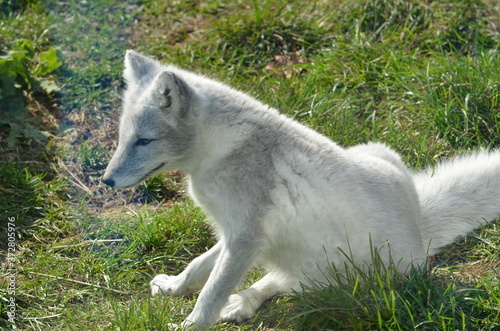 arctic fox 