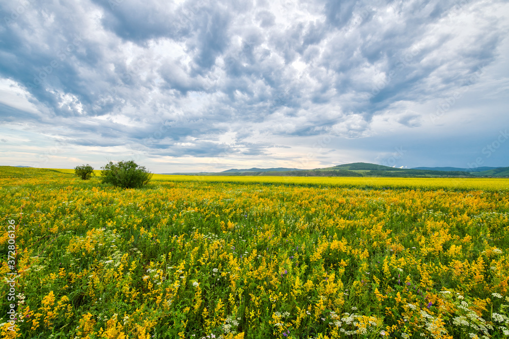 The wild flowers and cloudscape in summer grassland of Hulunbuir  of  China.