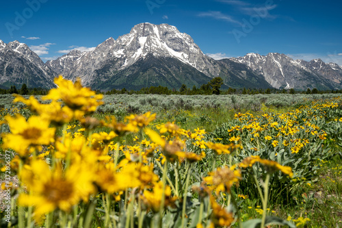 Yellow daisy (arrowleaf balsamroot) with the Grand Teton Mountains in background. photo