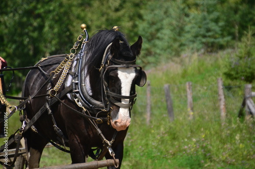 A Black and White Horse in a Harness