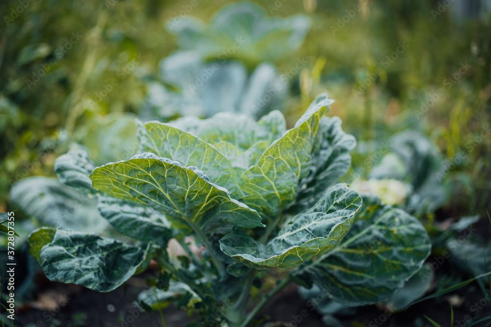 Close-up of cabbage. Cabbage grows in the garden. Close-up of cabbage. Cabbage grows in the garden.