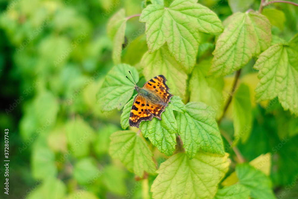 The butterfly sits on the leaves of the bushes in summer. The butterfly sits on the leaves of the bushes in summer.