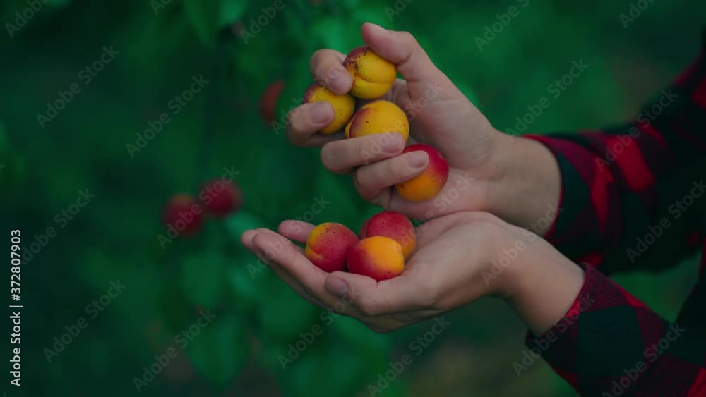 Close-up of a woman's hand holding ripe apricots against the background of an apricot tree. Concept of harvest in the garden. Close-up of a woman's hand holding ripe apricots against the background of an apricot tree. Concept of harvest in the garden.