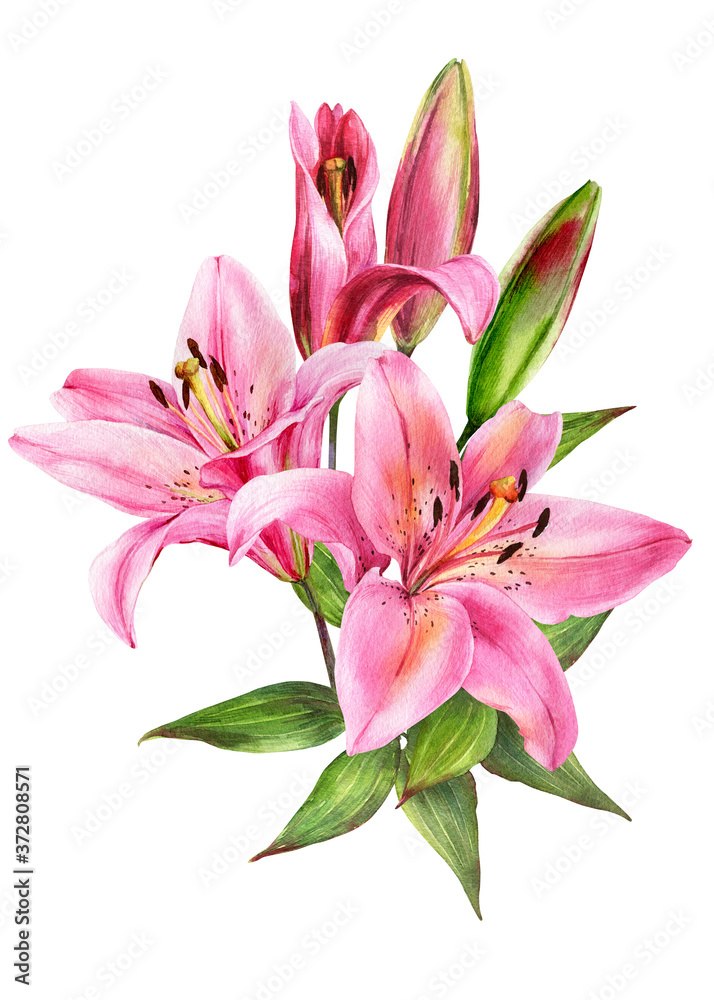 Elegant lily bouquet, pink lilies on an isolated white background, watercolor stock illustration.	Greeting card, post card, decor.