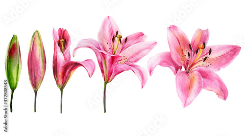 Watercolor lily, elegant pink lilly flower on an isolated white background, watercolor hand drawn flower, stock illustration. 