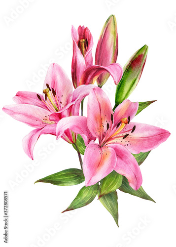 Elegant lily bouquet, pink lilies on an isolated white background, watercolor stock illustration. Greeting card, post card, decor.