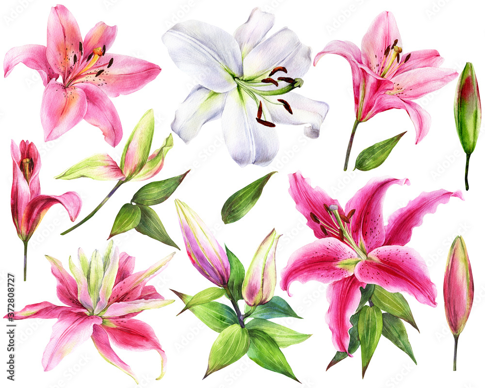 Hand drawn elegant lilies, white, pink lily flowers on an isolated white background, watercolor flower, stock illustration, big collection, set.