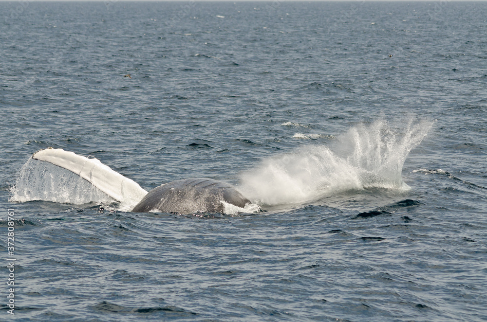 Fototapeta premium Pływacki humbak