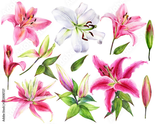 Hand drawn elegant lilies, white, pink lily flowers on an isolated white background, watercolor flower, stock illustration, big collection, set.