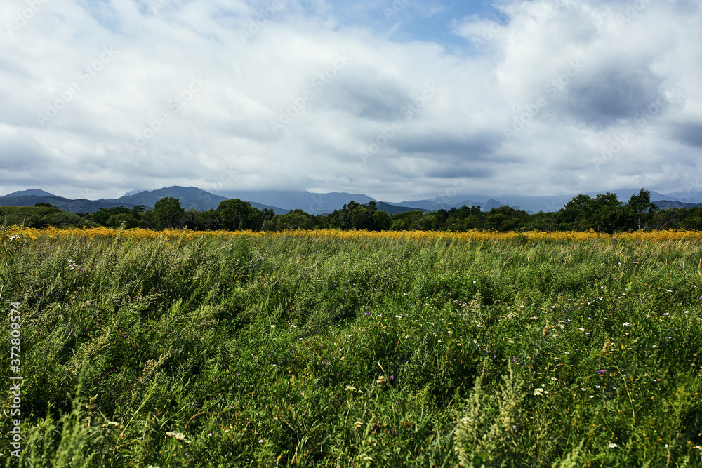 Beautiful green field in the countryside with bright yellow flowers. Above the field is a bright blue sky with white clouds. Symmetrical background with a field in high resolution. Beautiful green field in the countryside with bright yellow flowers. Above the field is a bright blue sky with white clouds. Symmetrical background with a field in high resolution.